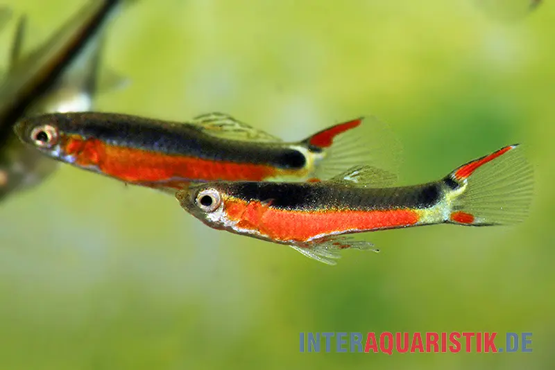 Guppy Endler « Super Red », Poecilia wingei, né en Allemagne, par paire
