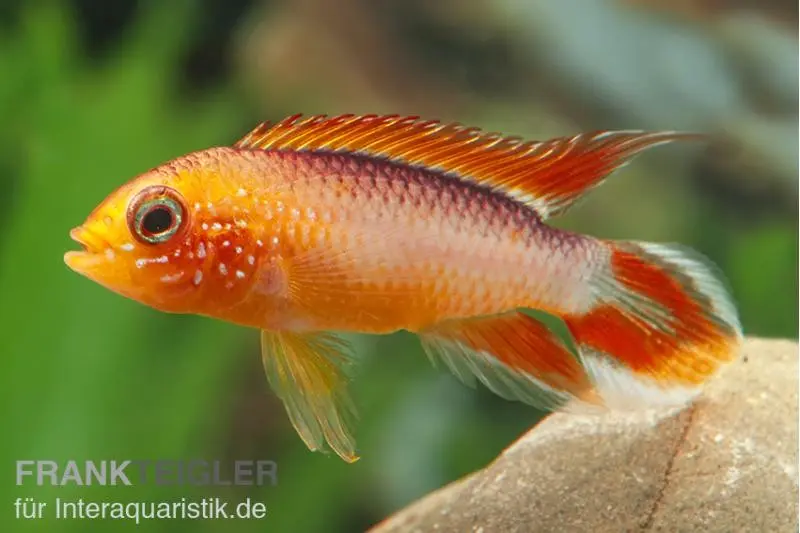 Cichlidé nain, Apistogramma agassizii Fire Red, par paire