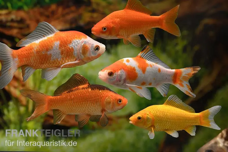 5x poisson rouge assorti, Carassius auratus (eau froide)