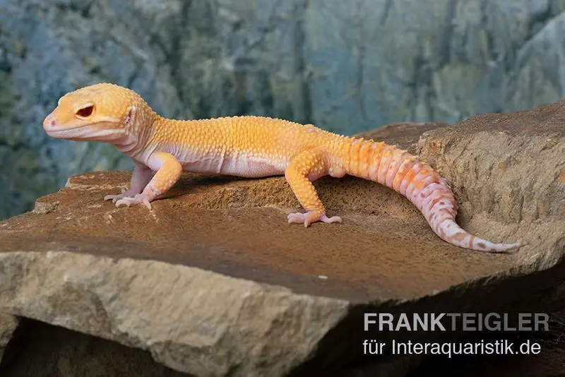 Gecko léopard, Eublepharis macularius, TANGERINE ECLIPSE
