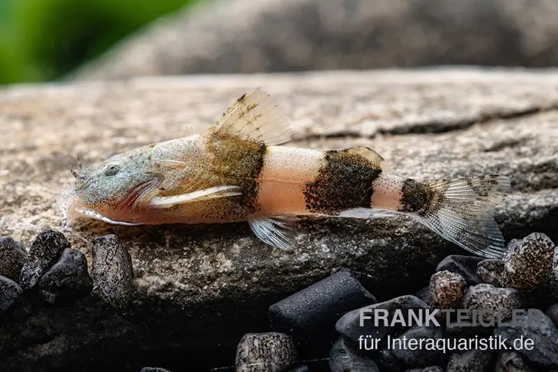 Silure de montagne de Shaw, Laguvia shawi (mini-poisson)
