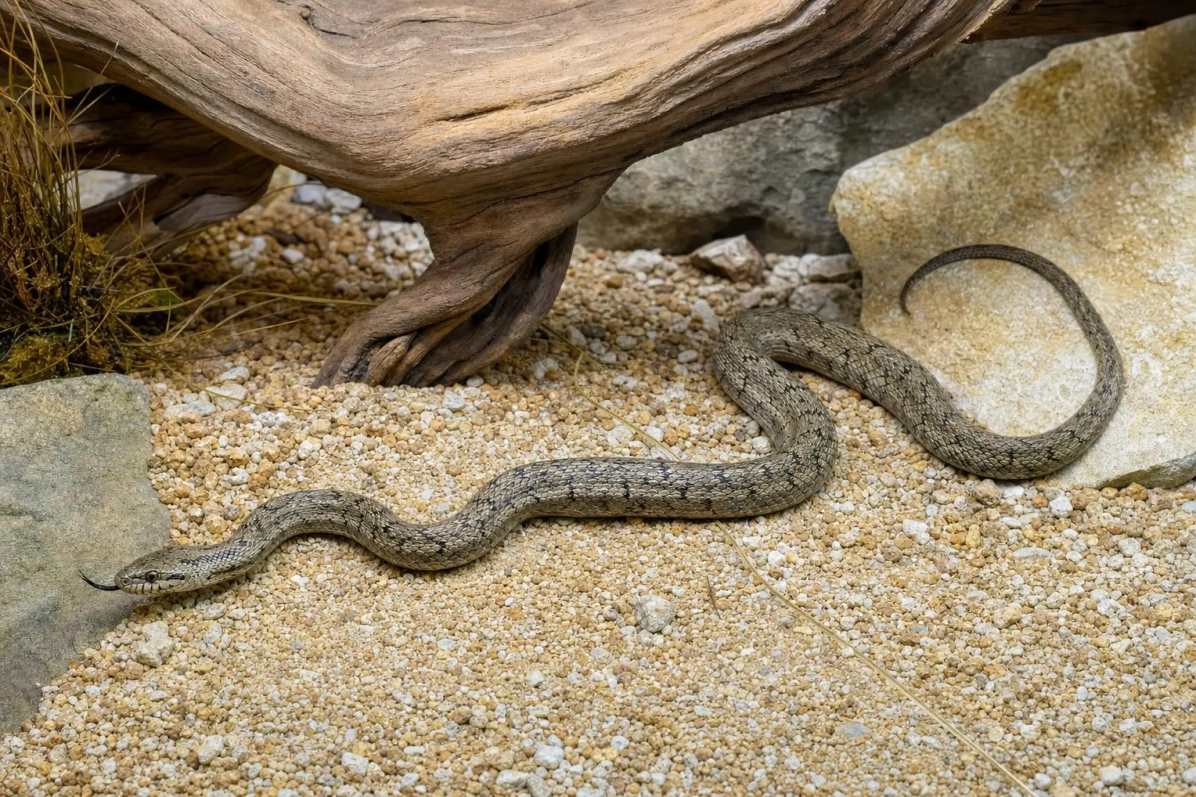 Couleuvre des steppes, Elaphe dione