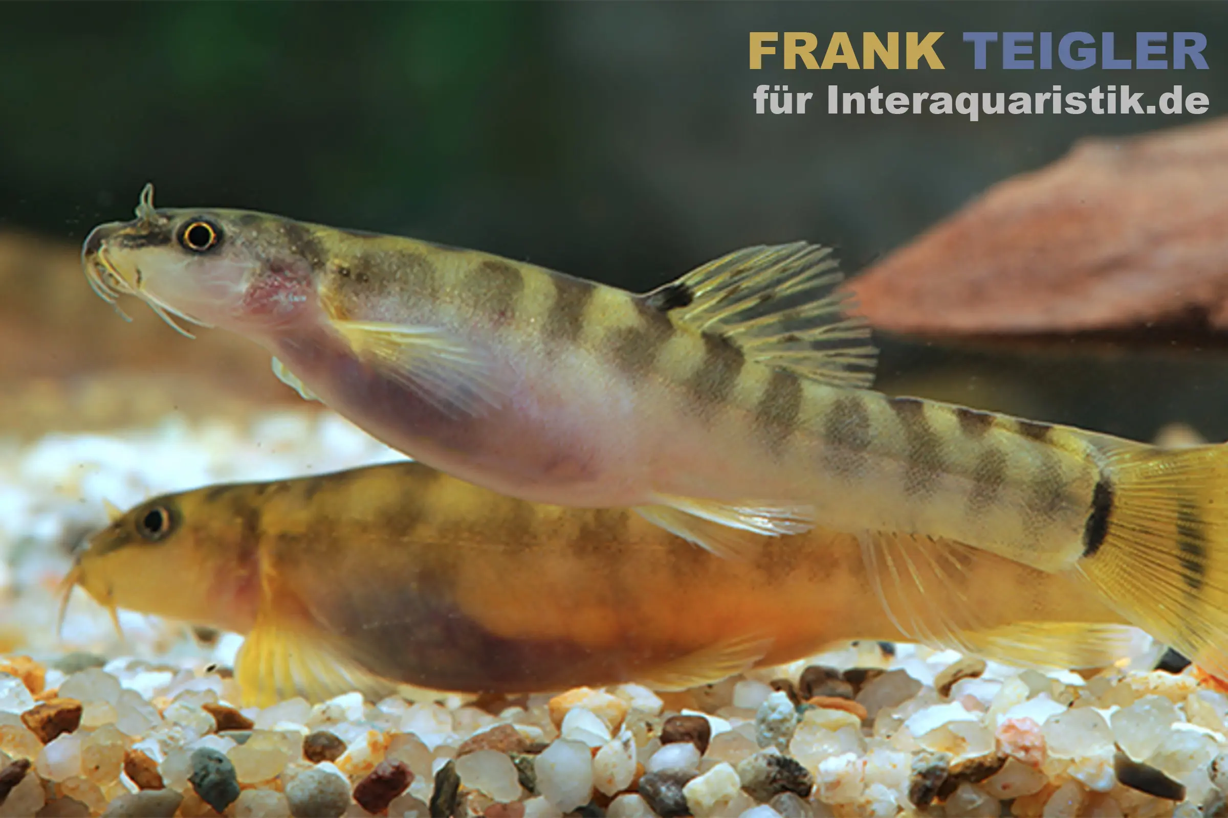 Loche de montagne annelée, Schistura notostigma