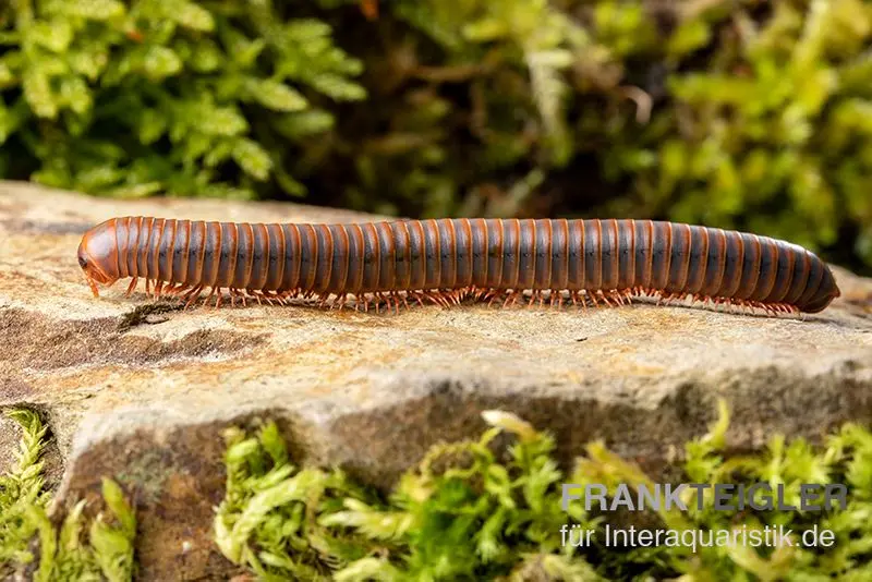 Mille-pattes orange de Piphun, Spirobolus sp. « Orange Piphun »
