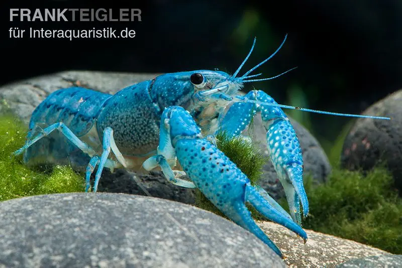 Écrevisse bleue de Floride, Procambarus alleni
