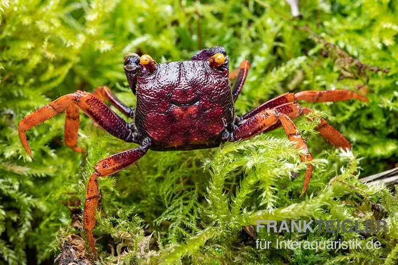 Crabe vampire Daredevil, Geosesarma sp. "Daredevil"