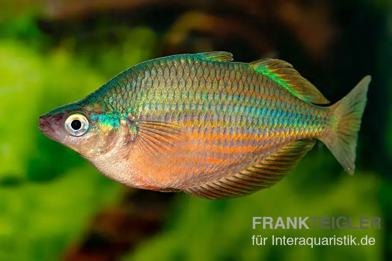 Poisson arc-en-ciel de Dorityi, Glossolepis dorityi, 5-7 cm