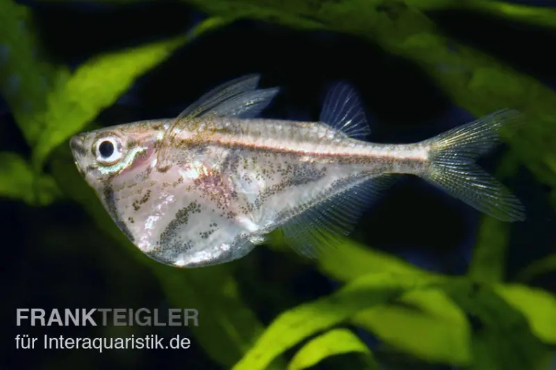 Poisson-hachette marbré, Carnegiella strigata