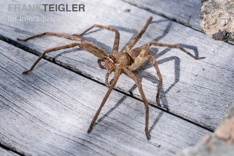 Araignée-crabe géante, Heteropoda venatoria