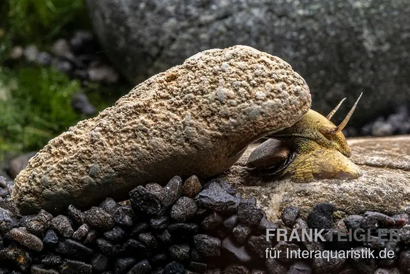 Escargot Flashlight, Tylomelania sp. Flashlight