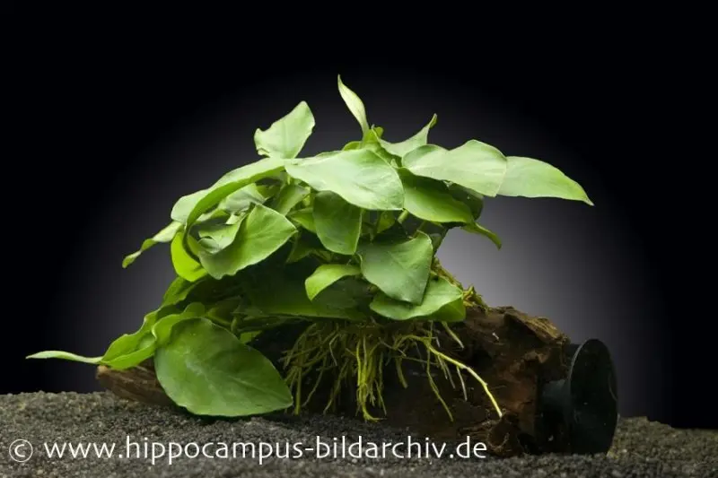 Anubias nana sur racine avec ventouse, env. 12-18 cm