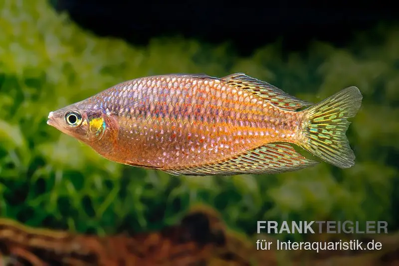 Poisson arc-en-ciel Rawa Biru, Melanotaenia splendida rubrostriata « Rawa Biru »