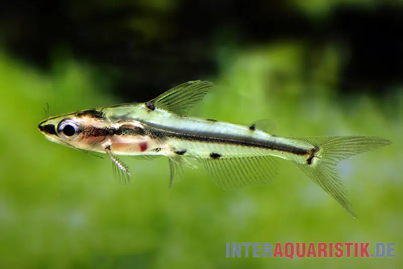 Silure nain à lignes ornementales, Hyalobagrus flavus