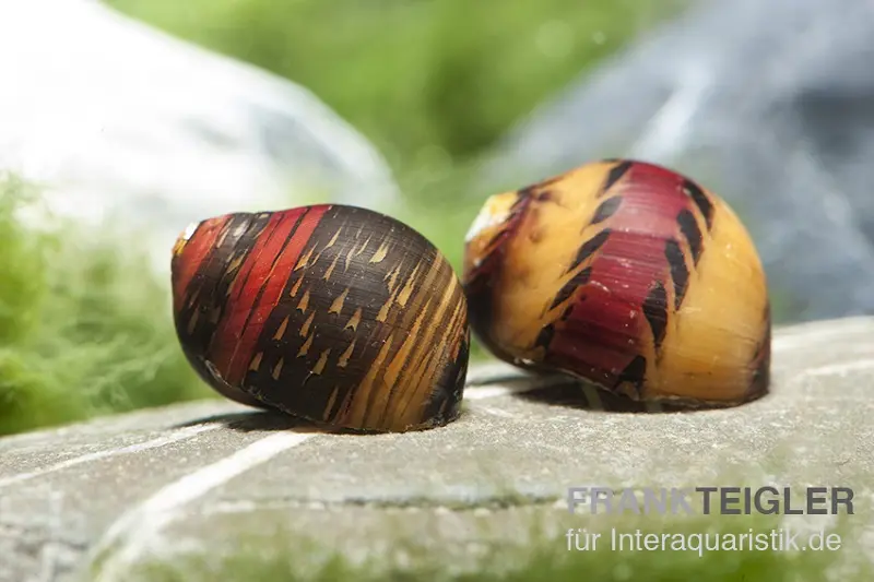 Escargot Neritina coloré, Neritina waigiensis