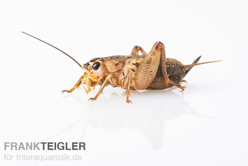 Grillons des steppes, petits, insectes nourriciers env. 60 pièces