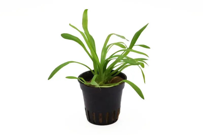 Sagittaire naine, Sagittaria terres, en pot