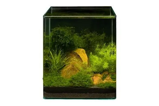 Assortiment de plantes Driftwood Cube pour nano-aquarium de 30 l, set de plantes d’aquarium