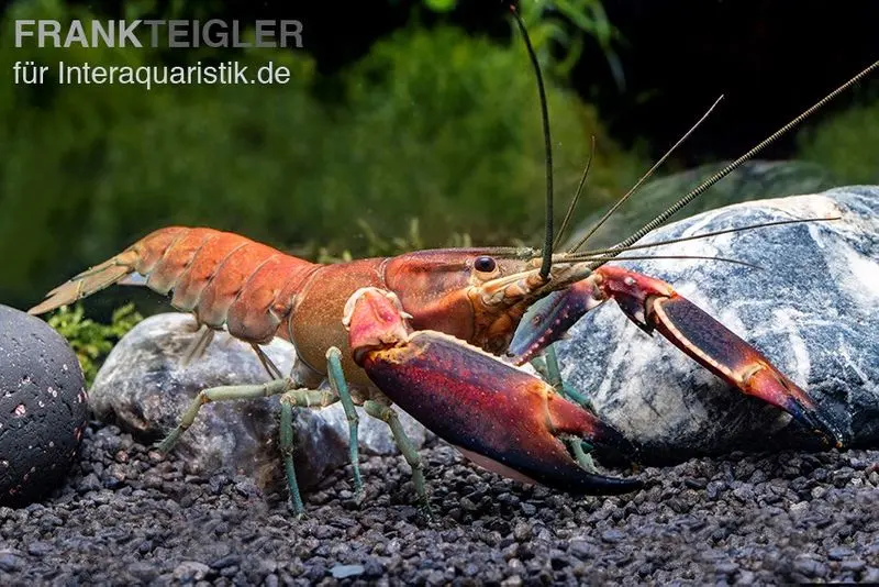Écrevisse papoue rouge, Cherax boesemani (Cherax Red Brick/ Red Chilli)