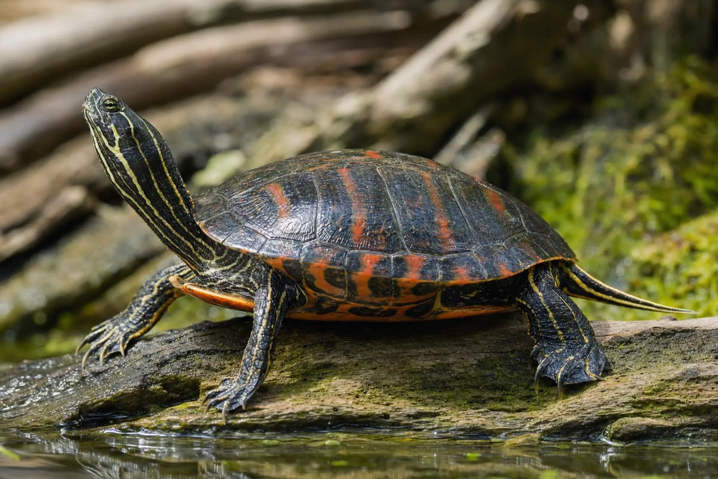 Tortue aquatique décorative à ventre rouge de Floride, Pseudemys nelsoni