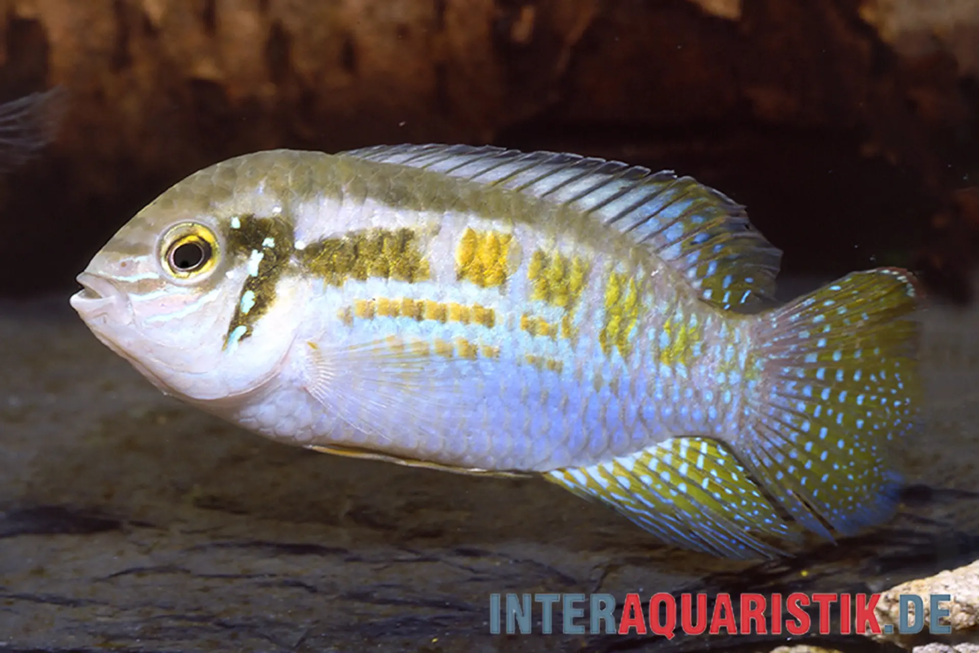 Cichlidé nain coloré à tête bossue, Laetacara araguaiae, 3-5 cm