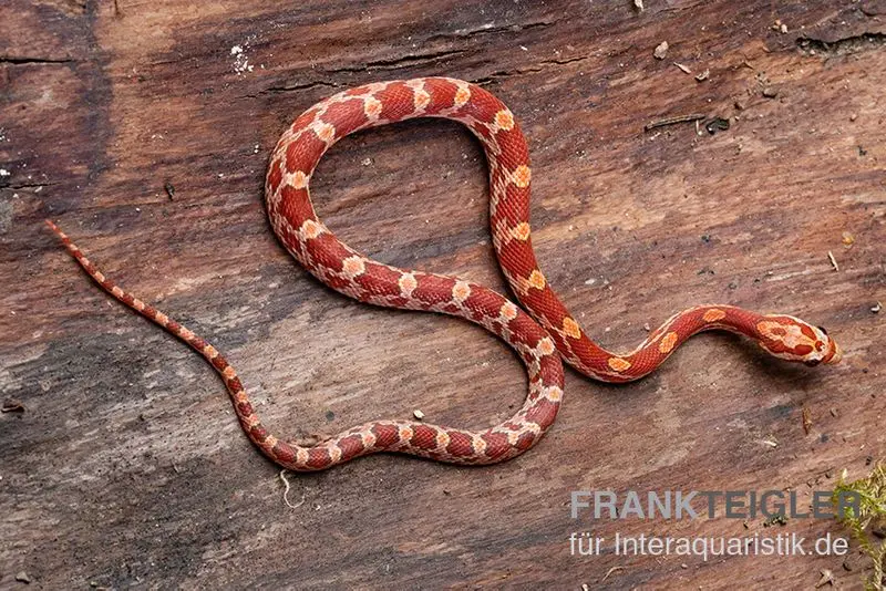 Serpent des blés, Pantherophis guttatus HYPO