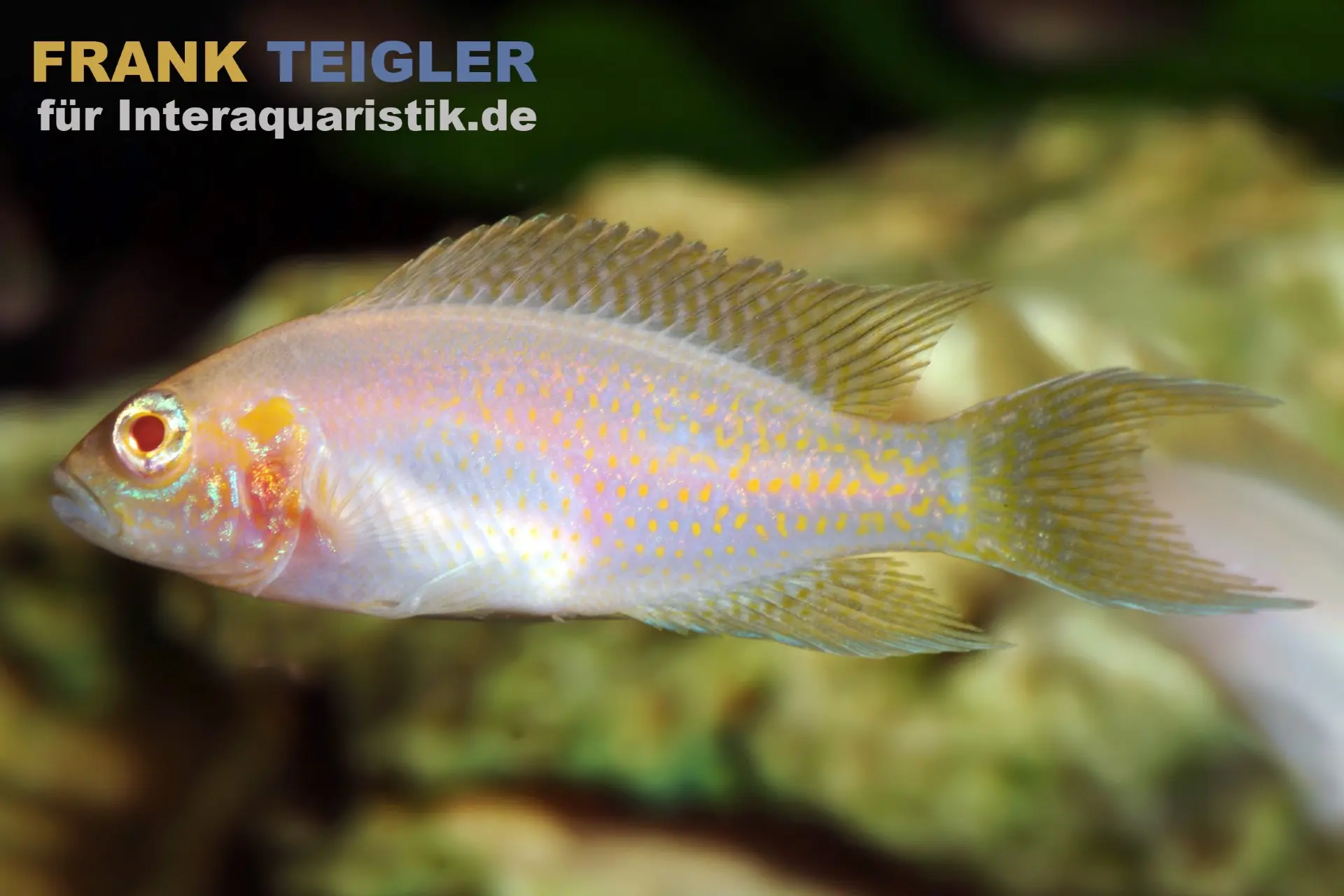 Cichlidé féerique albinos, Neolamprologus brichardi