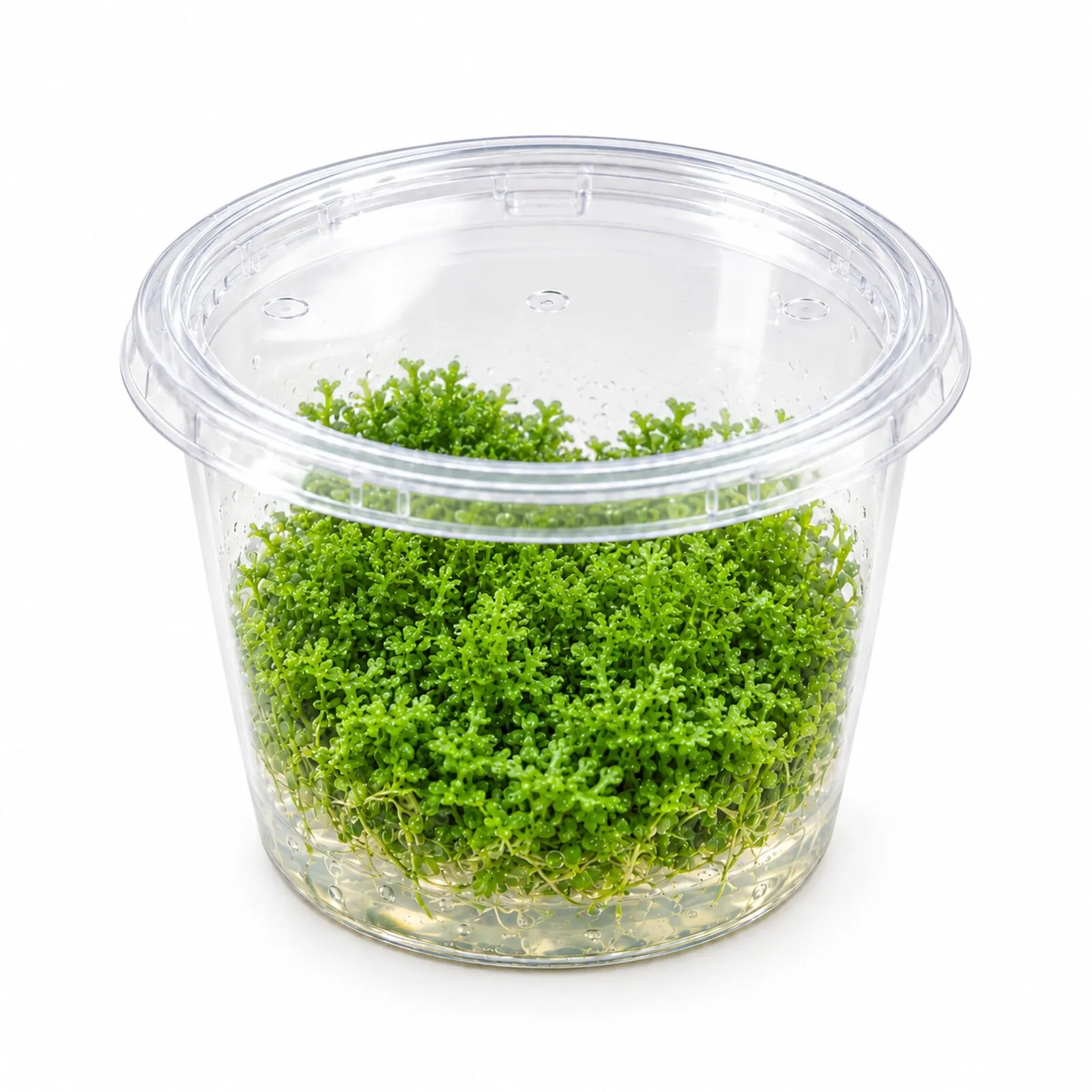 Mousse corail, Riccardia chamedryfolia, In Vitro