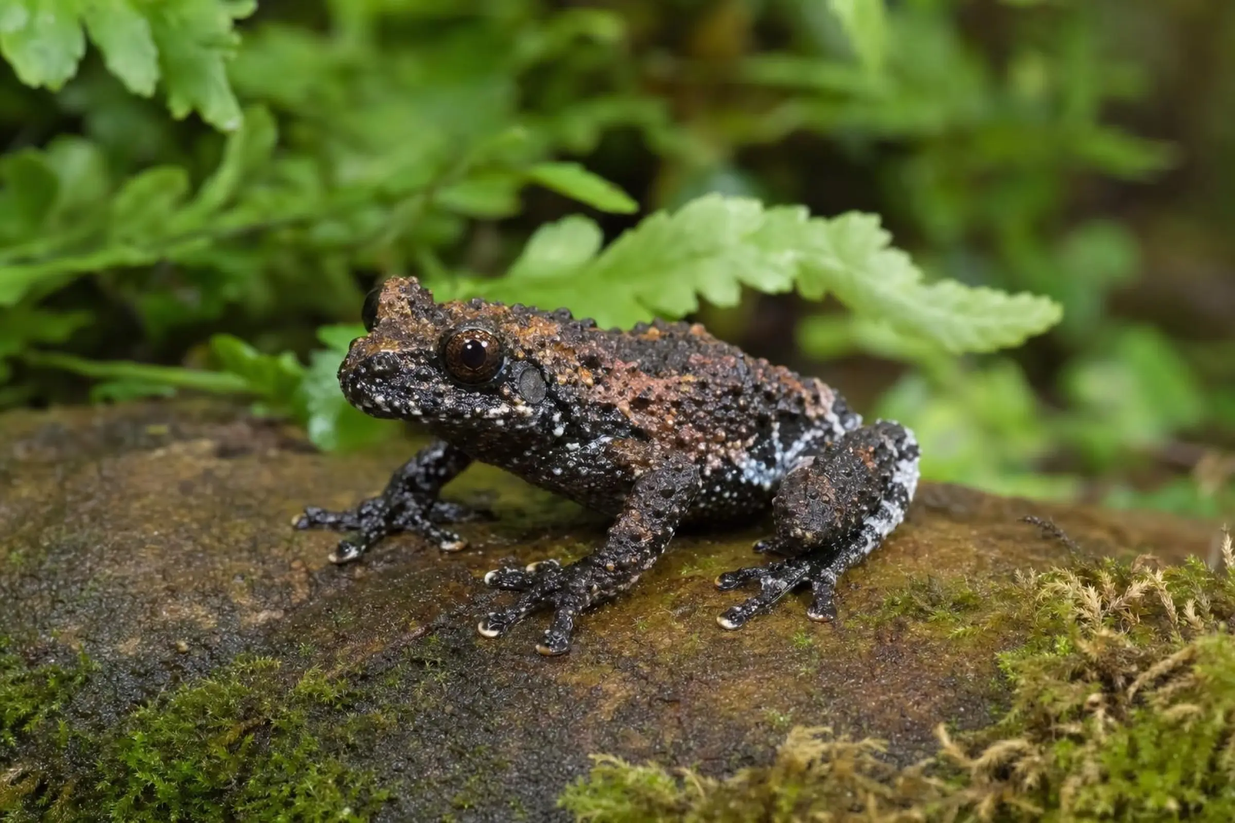 Grenouille moussu-lichens, Theloderma stellatum