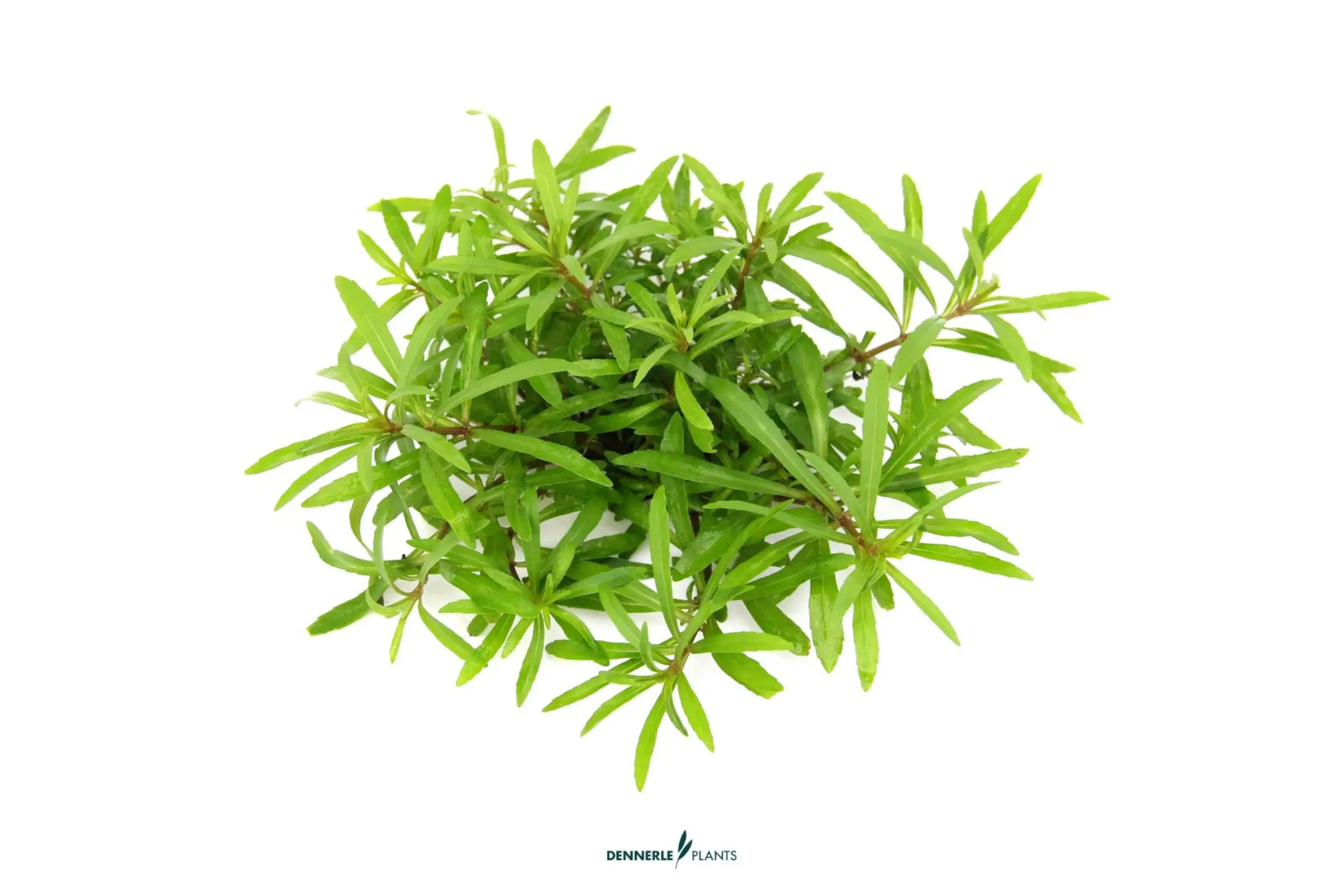 Pogostémon à quatre feuilles, Pogostemon quadrifolius, en pot (déstockage)