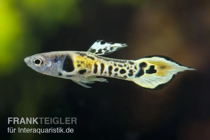 Guppy Endler Tiger, Poecilia wingei « Tiger », vendu par couple (mini-poisson)