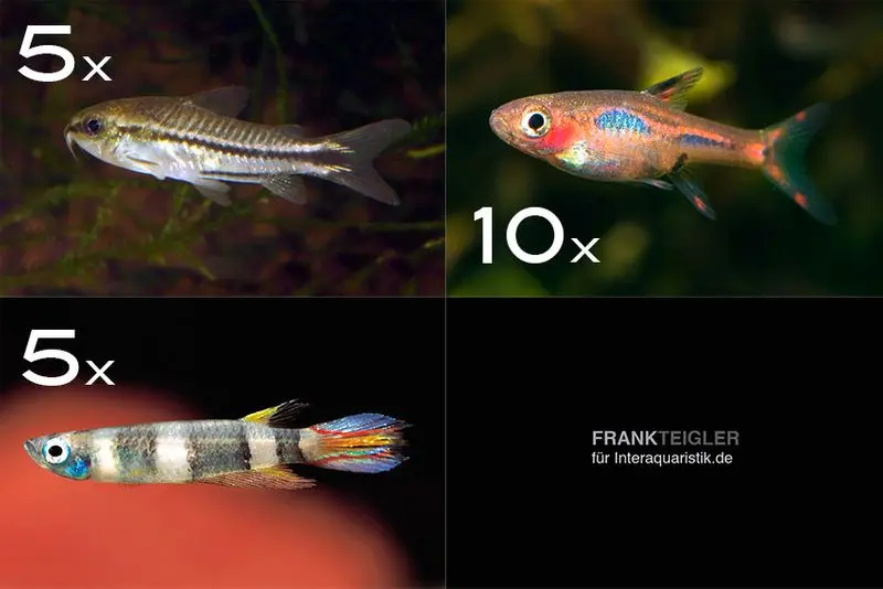 Assortiment de poissons d’ornement mini-poissons pour bacs à partir de 60 cm