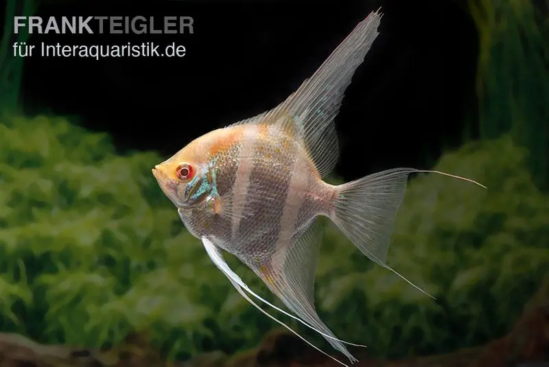 Scalaire Dantum albinos, Pterophyllum altum x scalare XXL