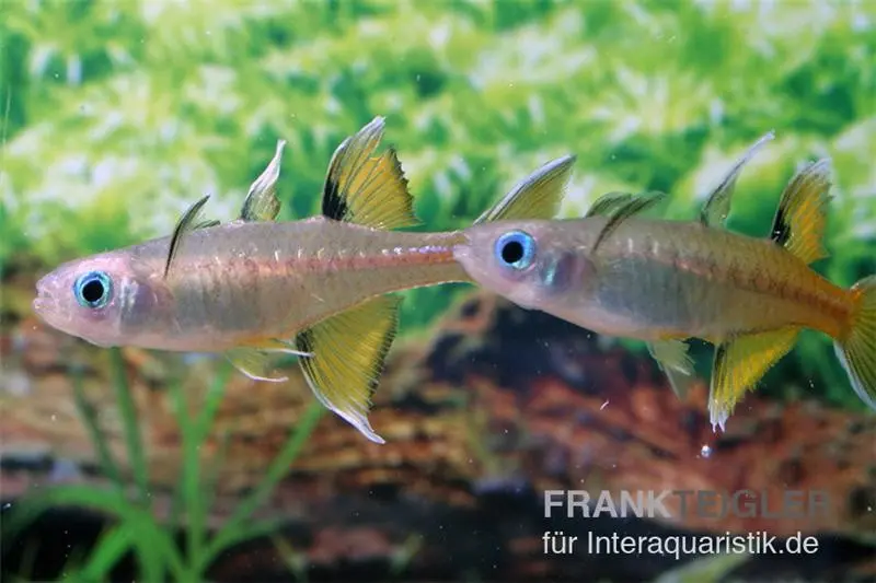 Poisson arc-en-ciel papillon, Pseudomugil signifer