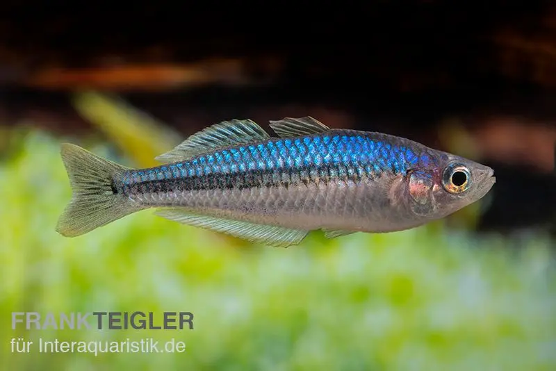 Petit poisson arc-en-ciel nain bleu, Melanotaenia pygmaea