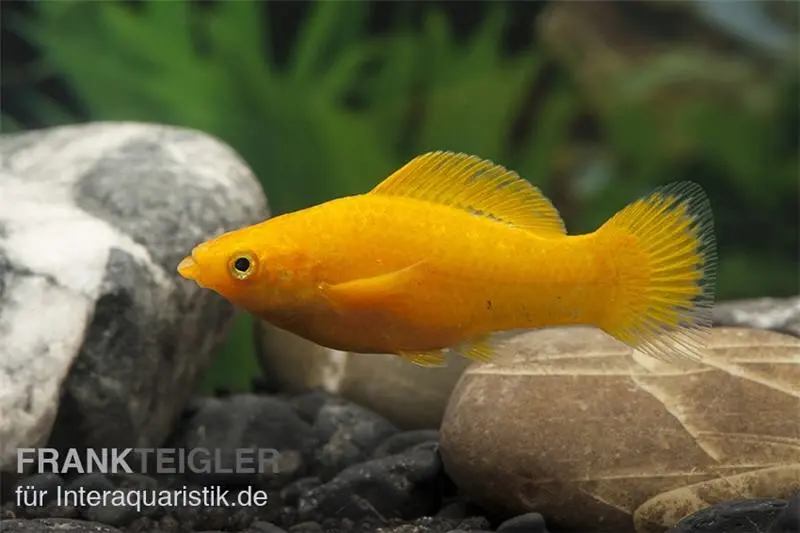 Molly orange, Poecilia latipinna