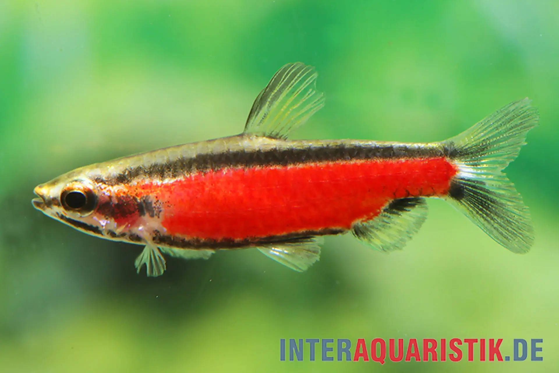 Poisson-crayon nain de Cenepa, Nannostomus sp. "Cenepa rot"
