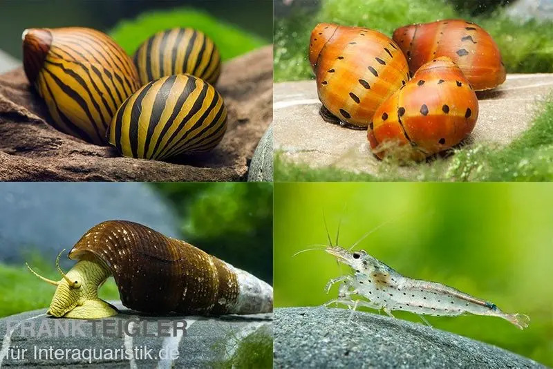 Lot Grande équipe de nettoyage : 5 x escargot Neritina + 2 x Tylomelania + 6  x crevette Amano