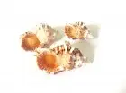 Coquille d’escargot zébrée, beige, 4-7 cm, 3 pièces