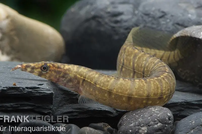Anguille épineuse zébrée, Mastacembelus zebrinus (Macrognathus zebrinus)