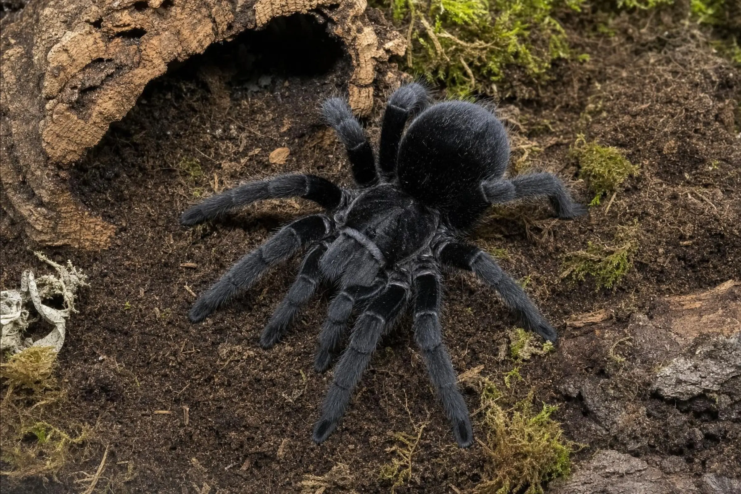 Mygale noire du Brésil, Grammostola pulchra
