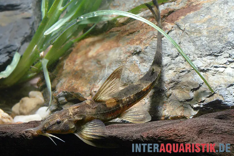 Poisson-chat têtard rouge, Phractura ansorgii
