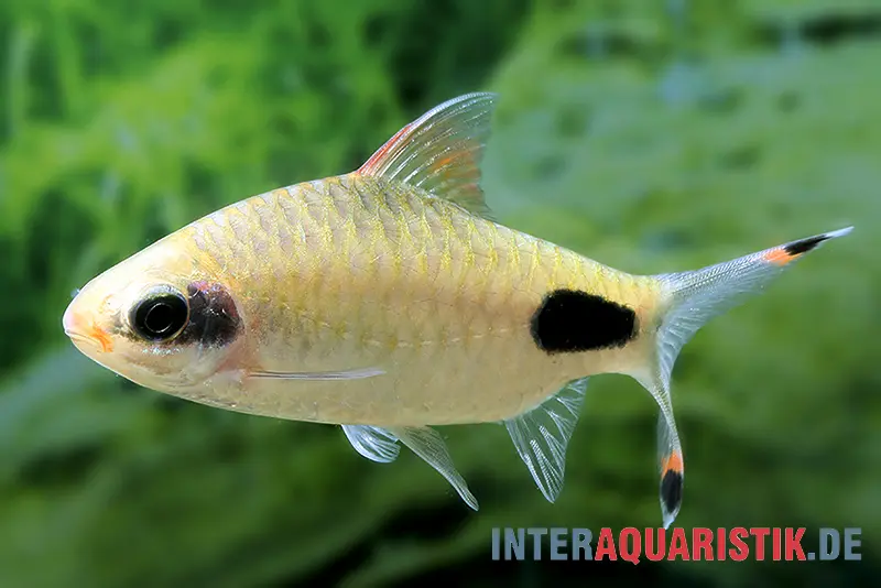 Barbus Apsara, Dawkinsia apsara (barbus de Maskara)