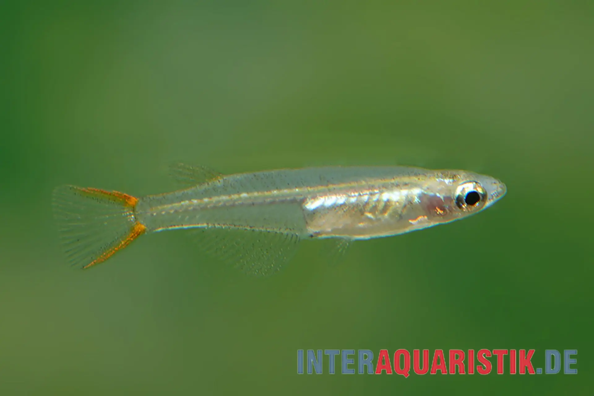 Poisson-riz à queue rouge, Oryzias songkhramensis (mini-poisson)