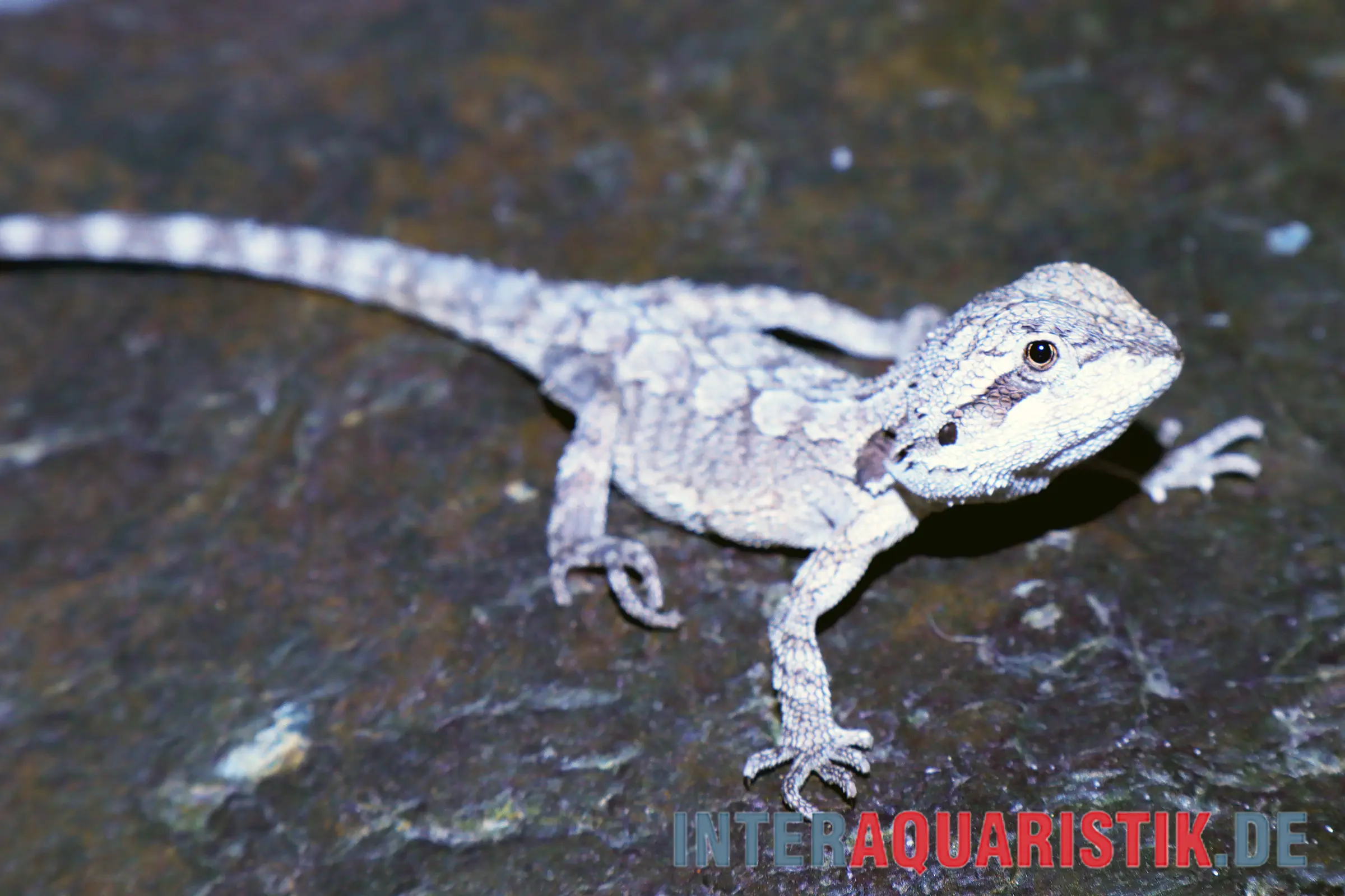 Pogona naine Minor, Pogona minor