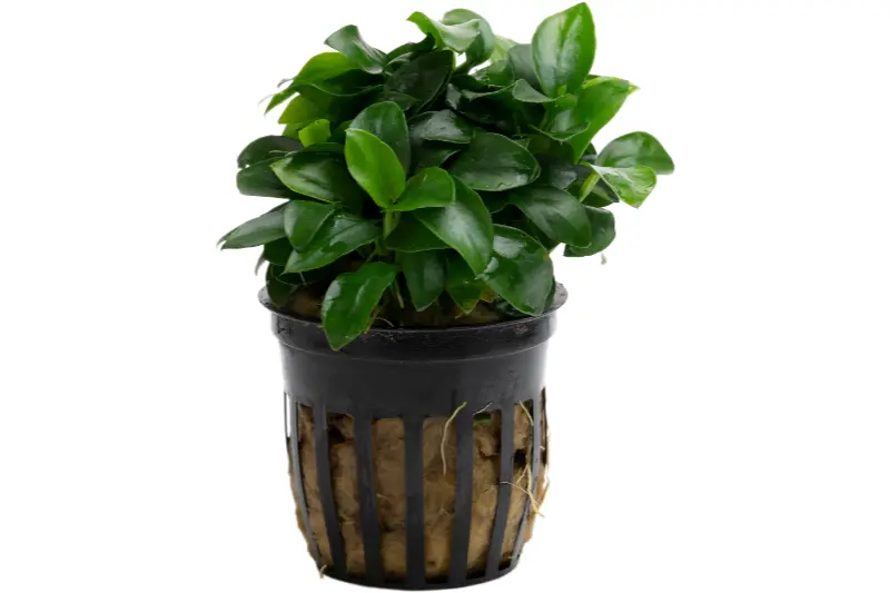 Le plus petit anubias nain, Anubias nana Bonsai/Petite, en pot