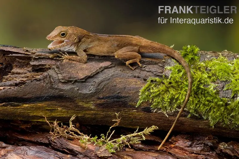 Anolis à crête, Anolis cristatellus
