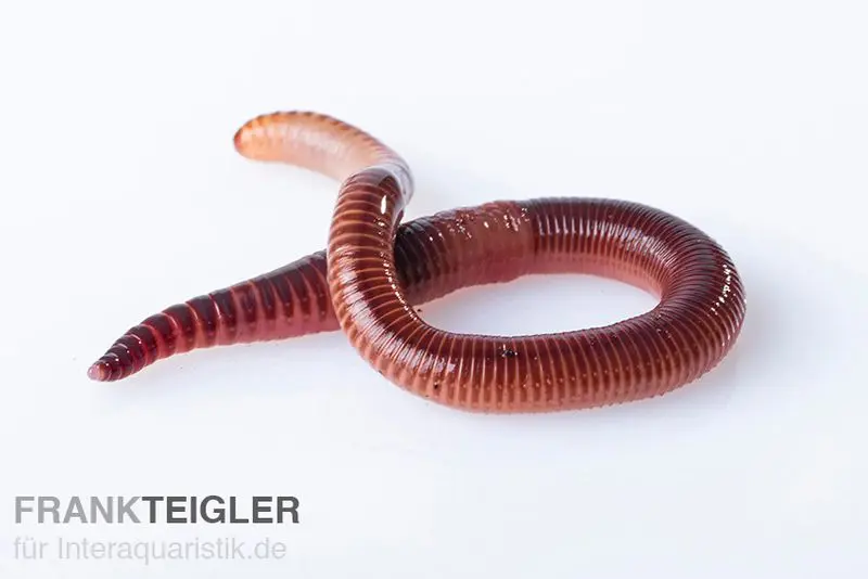 Ver rouge, Dendrobena veneta, S, env. 30 pièces