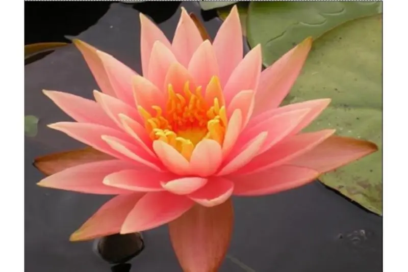 Nénuphar orange, Nymphaea cololado