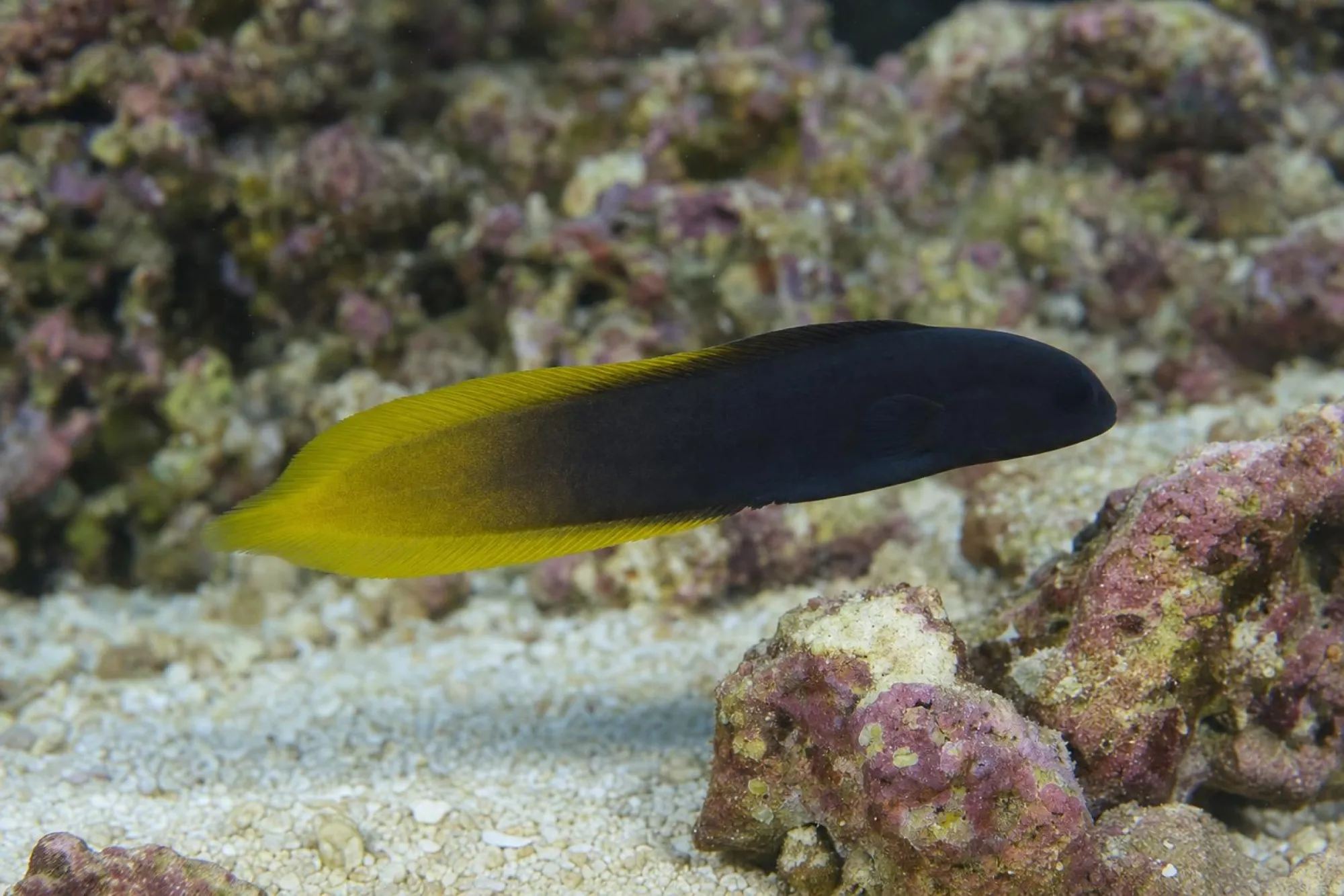 Gelbschwanz-Blenny, Enchelyurus flavipes