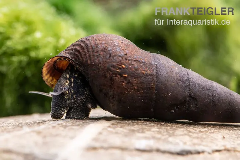 Escargot mélanoïde Black Panther, Sulcospira testudinaria